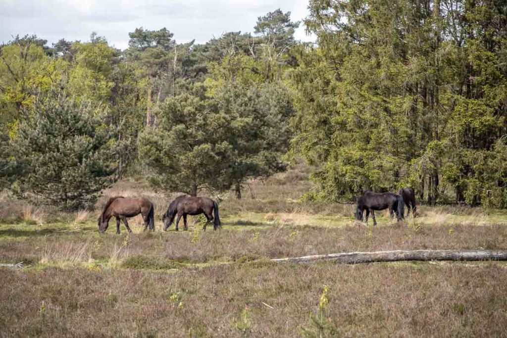 Kampina