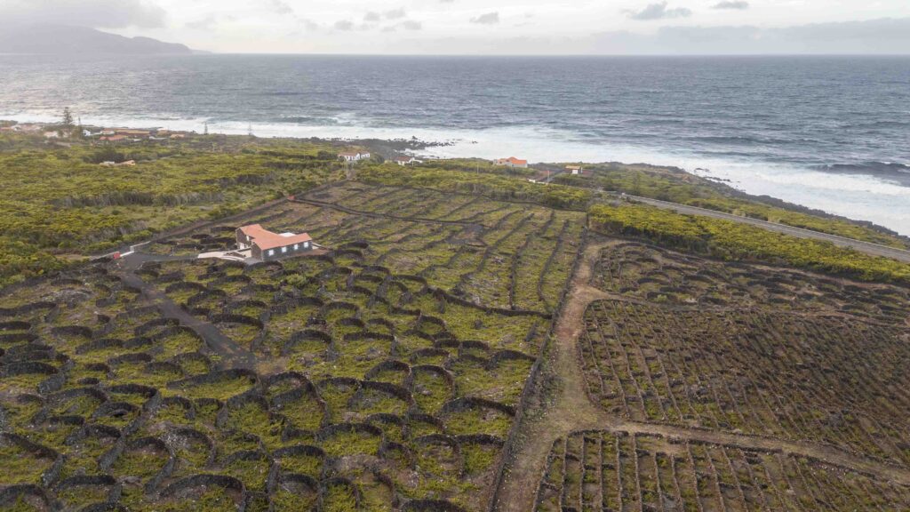 Wine fields Pico island Azores