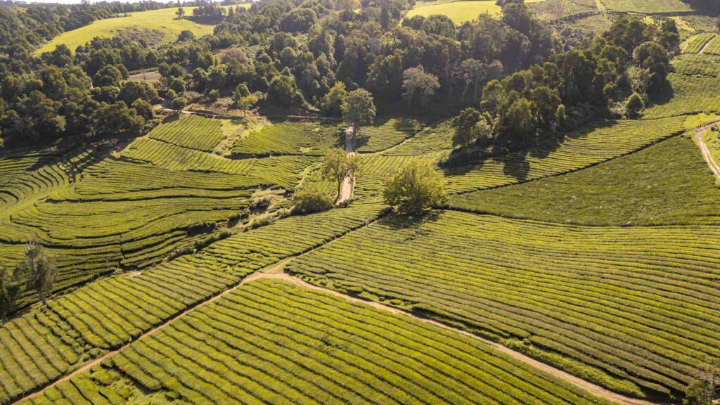 Gorreana Tea Plantation