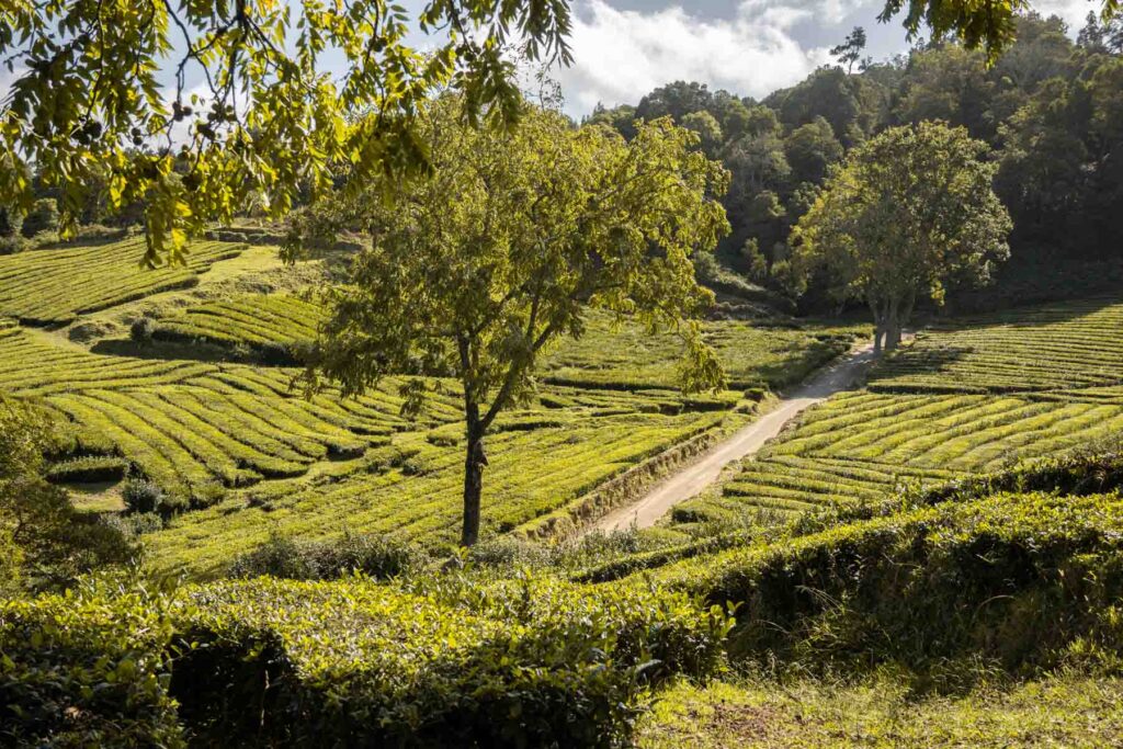 Gorreana Tea Plantation